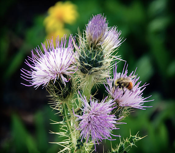 alpine thistle